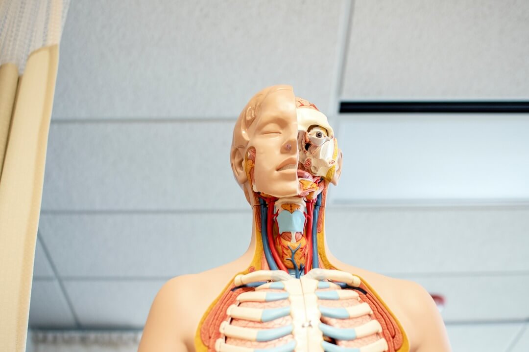 An anatomy model used to teach in a Medicine degree.