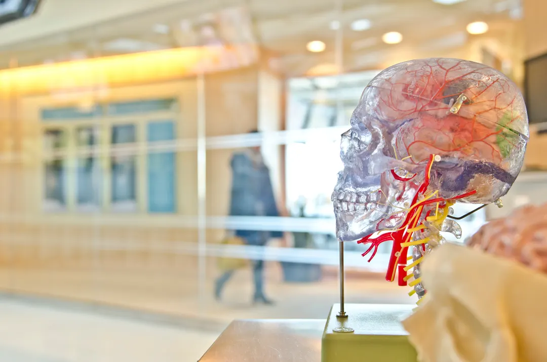 Anatomy model of the human brain, sitting in the foyer of a medical school.