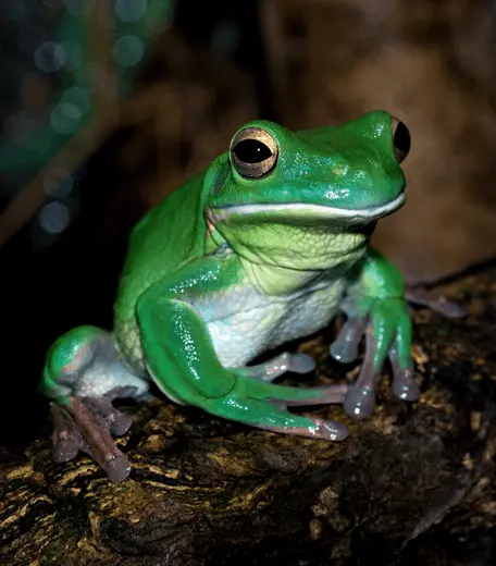 Close up of a green frog