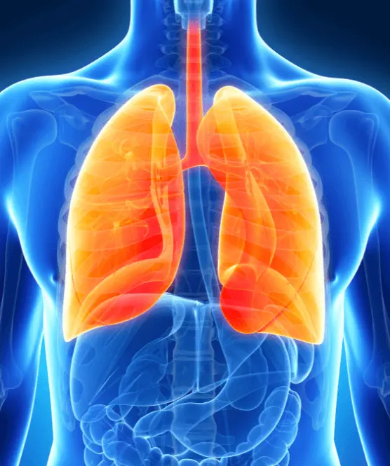 x-ray diagram of the human chest, highlighting the lungs in orange